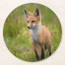 Suche nach roter fuchs untersetzer Tierwelt