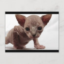Suche nach sphynx postkarten Katze