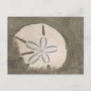 Suche nach sanddollar postkarten Strand
