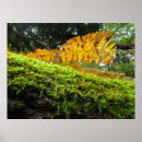 Suche nach baumstämme poster Herbst