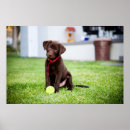 Suche nach labrador welpe poster Haustier