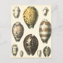 Suche nach vintage muschel postkarten Küste