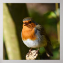 Suche nach singend poster Natur