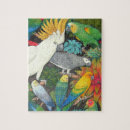 Suche nach lory Lorikeet
