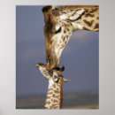 Suche nach kenia poster Safari