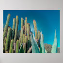 Suche nach pear poster Kakteen