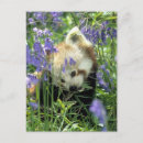 Suche nach roter panda postkarten Bär