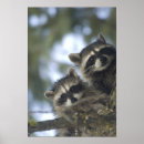 Suche nach raccoons poster Prokyonschleifer