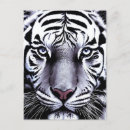 Suche nach tiger postkarten kunst