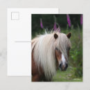 Suche nach shetlandpony postkarten Bob langrish