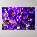 Suche nach krokus poster Für alle