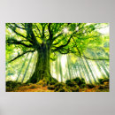 Suche nach baumstamm poster Wald