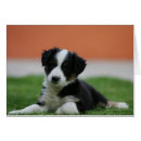 Suche nach 6 wochen postkarten Hunde fotograf