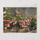 Suche nach rosa gänseblümchen postkarten Blüten