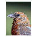 Suche nach roter schnabel poster Natur