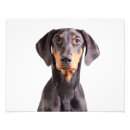 Suche nach dobermann pinscher kunst Haustier