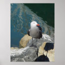 Suche nach möwen poster Tiere