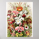 Suche nach orchideen dekoration poster Blume