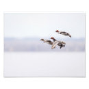 Suche nach enten im flug poster Natur