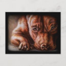 Suche nach pitbull dog postkarten Pillbulle