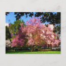 Suche nach magnolienbaum postkarten Frühling