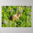 Suche nach murmeltiere poster Jede person