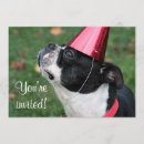 Suche nach boston terrier einladungen Haustier