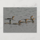 Suche nach kormoran postkarten Foto