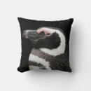 Suche nach pinguingesicht Pinguinfotografie