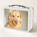 Suche nach golden retriever brotdosen Portrait