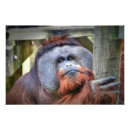 Suche nach orang utan poster Lustig