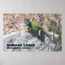 Suche nach lizard poster Tiere