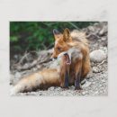 Suche nach fuchs foto postkarten Rotfuchs