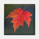 Suche nach ahorn magnete Blatt