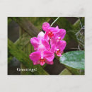 Suche nach orchid postkarten Pflanze