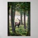 Suche nach rotwild poster Natur