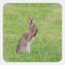 Suche nach schüchtern aufkleber Kaninchen