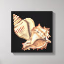 Suche nach muschel leinwandbilder Conch