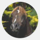 Suche nach stallions aufkleber Reiter