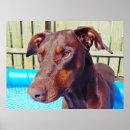 Suche nach dobermanns poster Fotografie