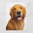 Suche nach goldener retriever postkarten Gelbretter