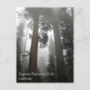 Suche nach sequoia national park postkarten Bäume