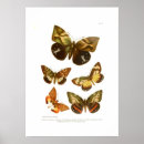 Suche nach lepidoptera poster Insekt