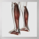 Suche nach menschliche anatomie poster Bein