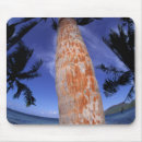 Suche nach das polynesien mousepads Palme