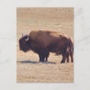 Suche nach büffel postkarten Tiere