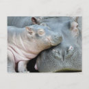 Suche nach hippo postkarten Hippie