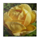 Suche nach englische rose fliesen Blumenreich