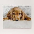 Suche nach cocker spaniel puzzle Niedliches baby