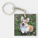 Suche nach pembrokeshire Foto